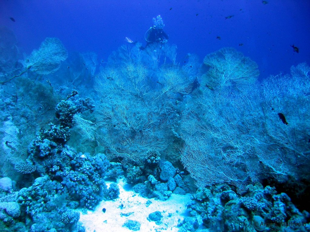 2006- Thomas Reef .jpg